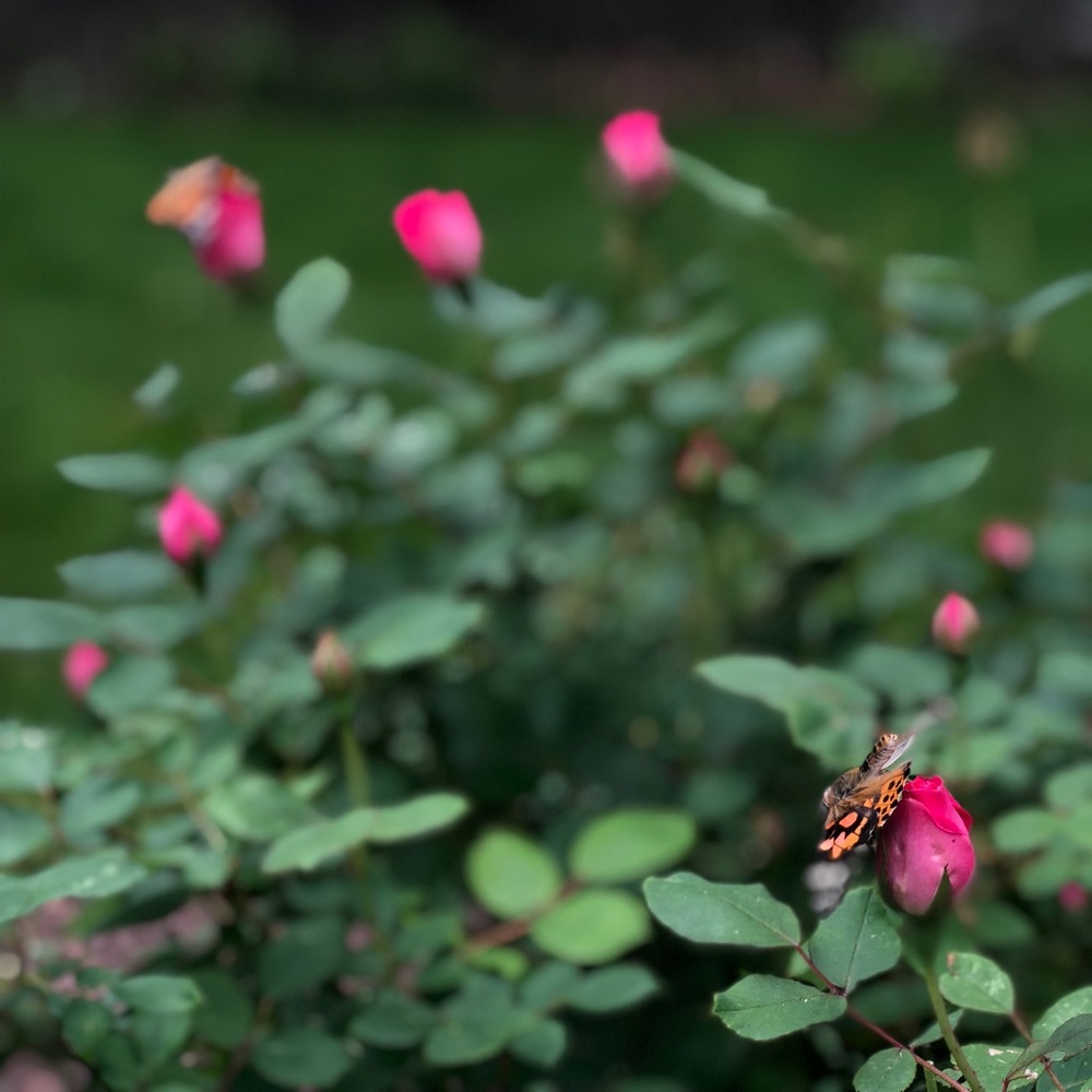 Meet your Posher, Jessica